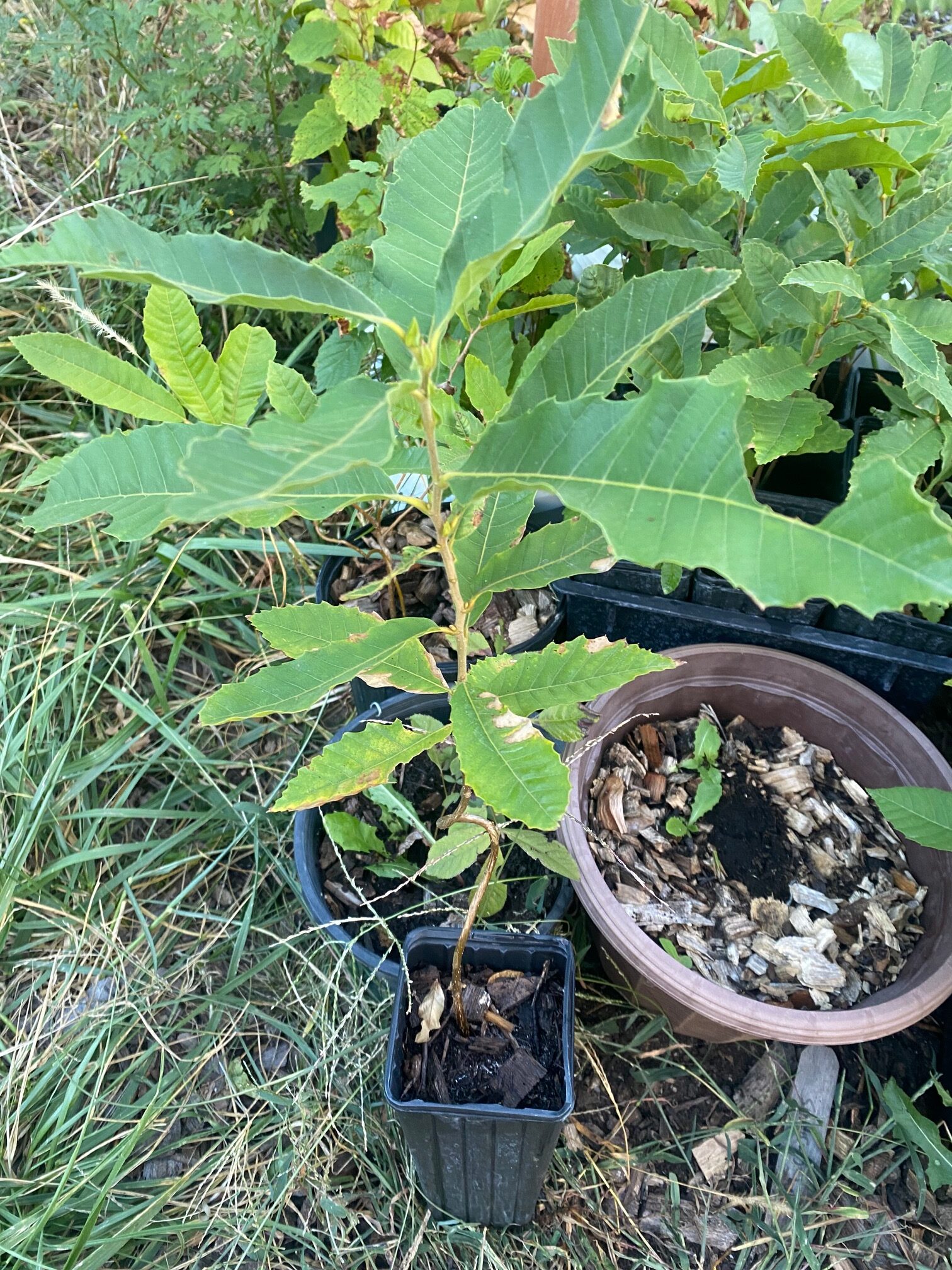 Chestnuts2