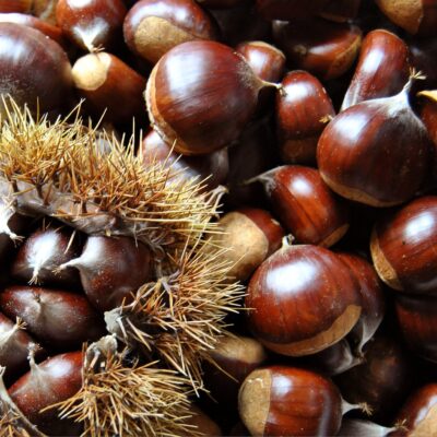 chestnut seeds