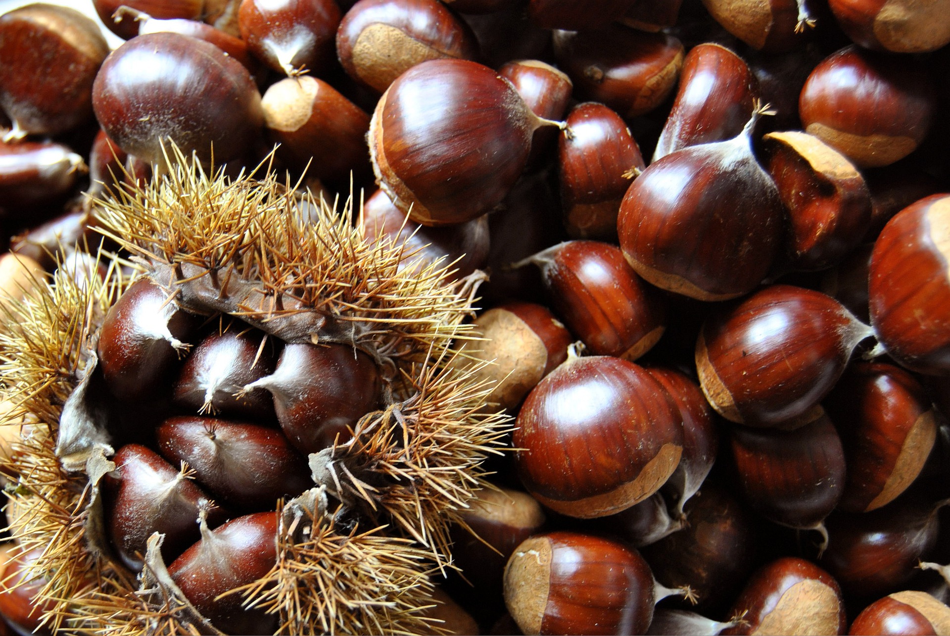 chestnut seeds