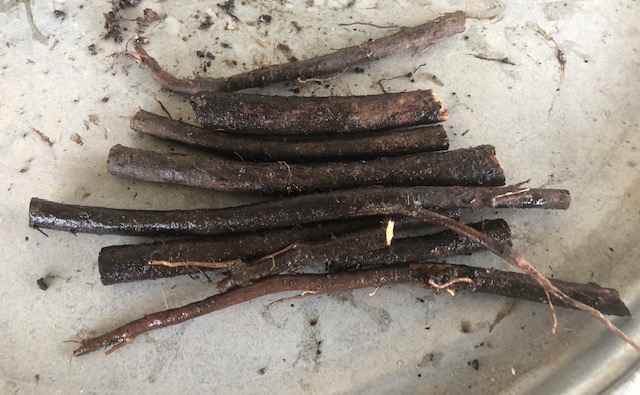 Comfrey root cuttings - 5 per pack - Image 2