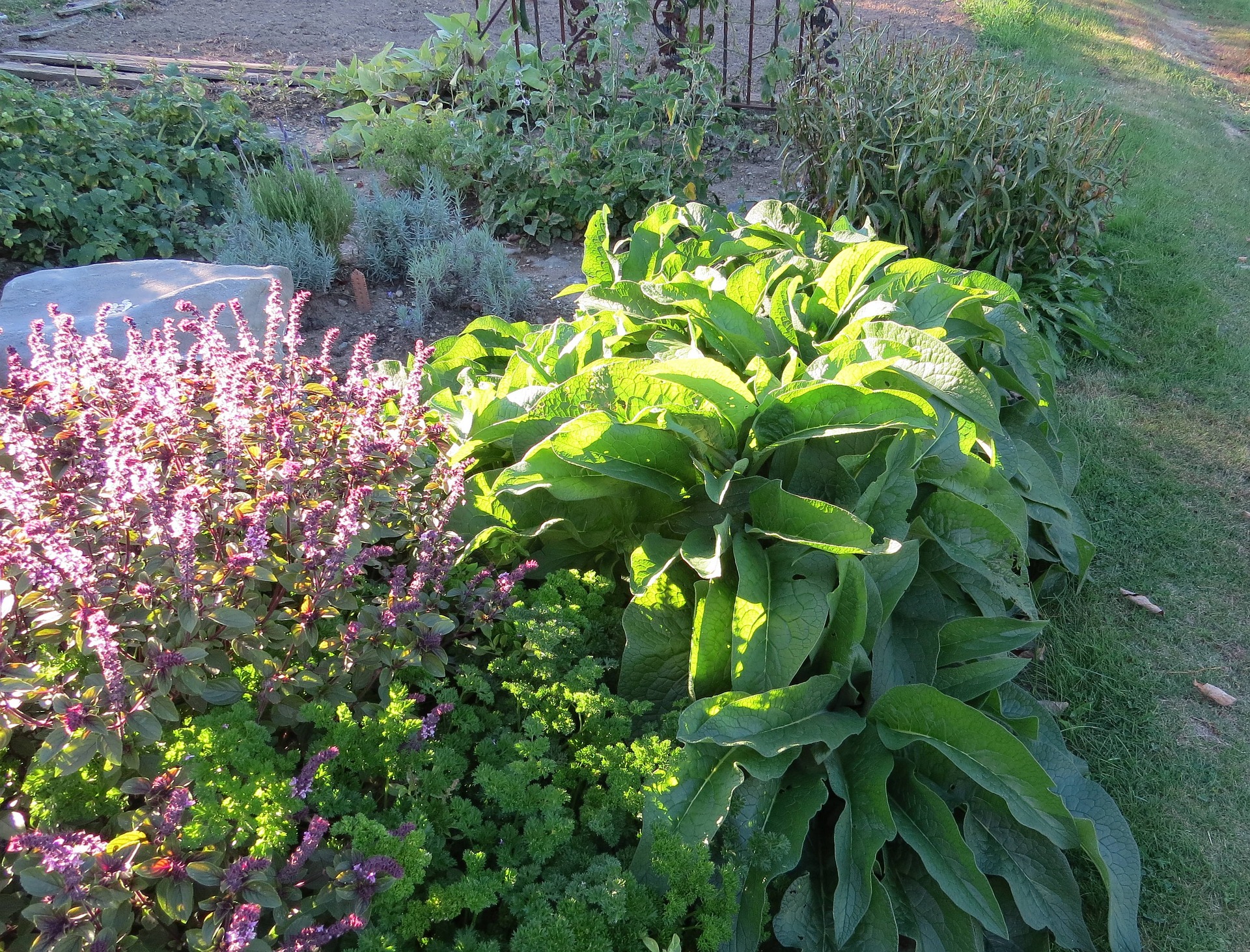 Comfrey root cuttings - 5 per pack - Image 3