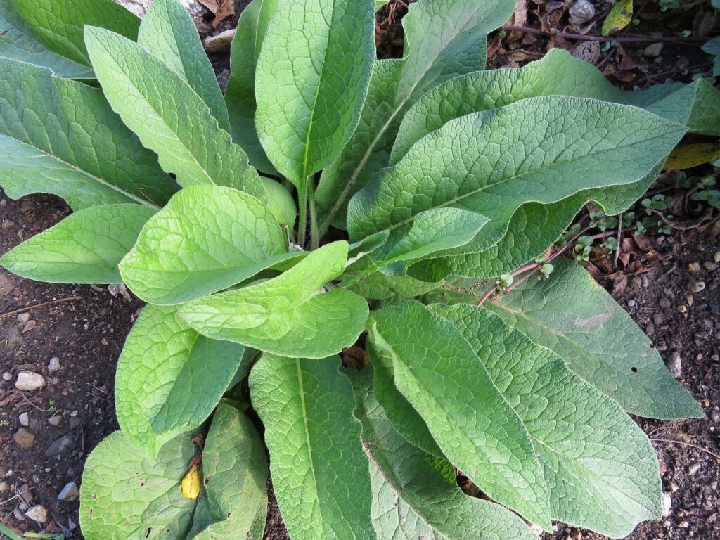 got comfrey?