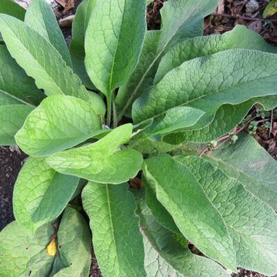 got comfrey?