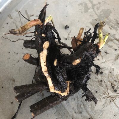 Comfrey Crown - 1 Qty