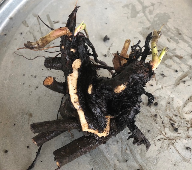 Comfrey Crown - 1 Qty
