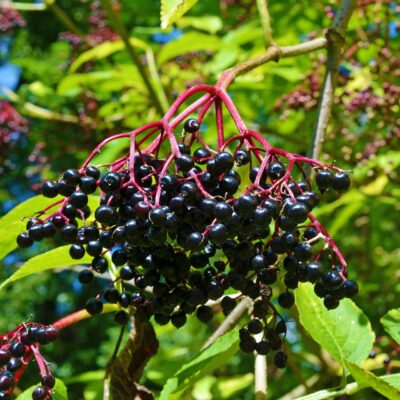 elderberry1