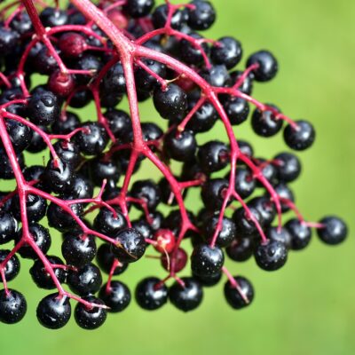 elderberry from cuttings