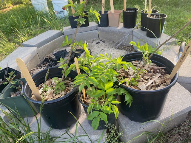 Elderberry 2024