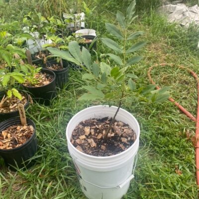 Pecan 1 year