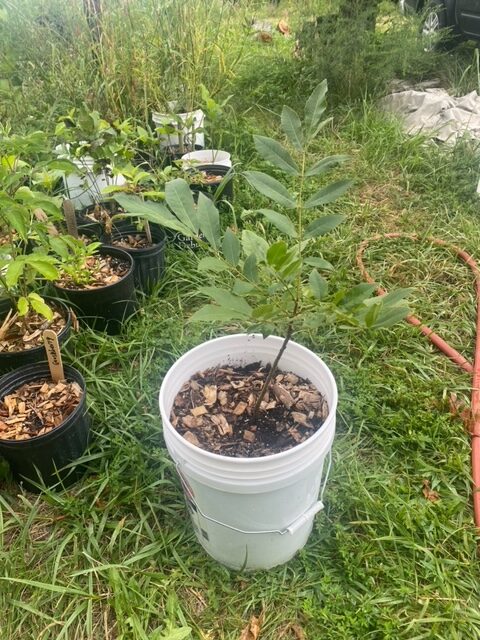 Pecan 1 year