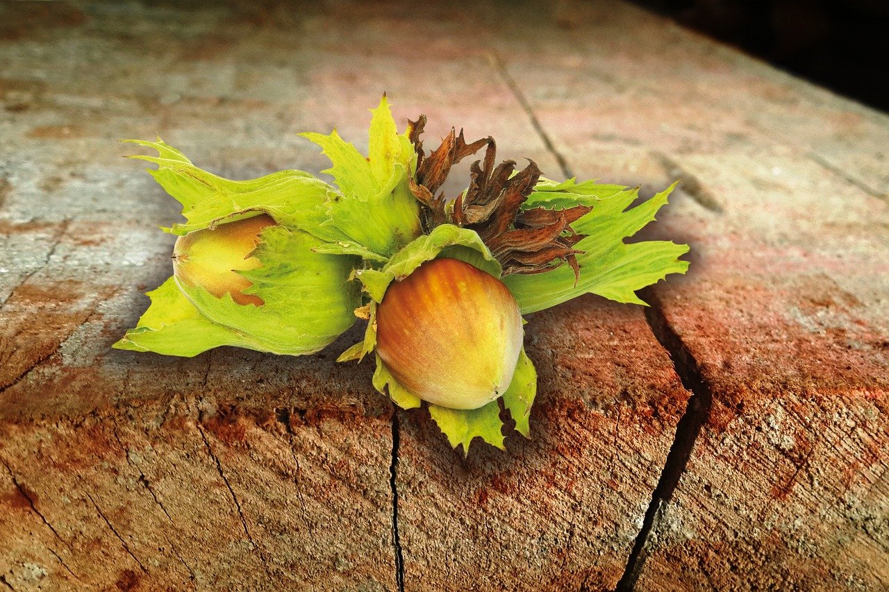 Hazelnut seedling - 6 - 12" - Spring shipping - Image 8