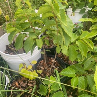 hazelnut from seed