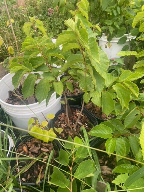 hazelnut from seed