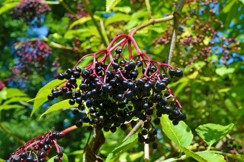 grow elderberry from cuttings