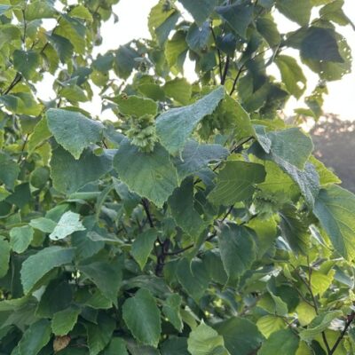 Hazelnut bush grow nut trees