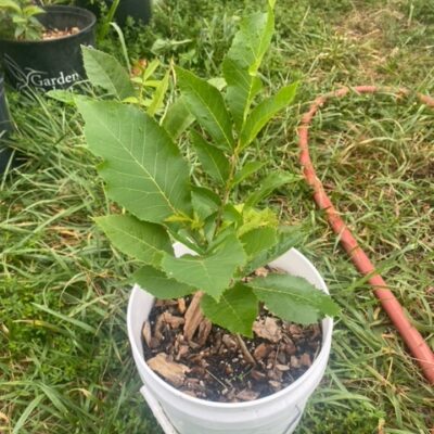 pecan from seed