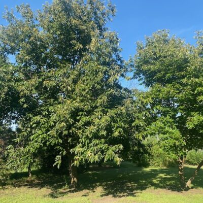 Chinese chestnut