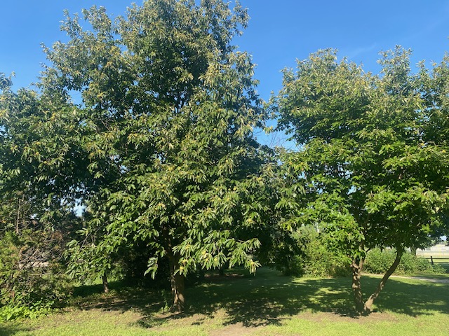 Chinese chestnut