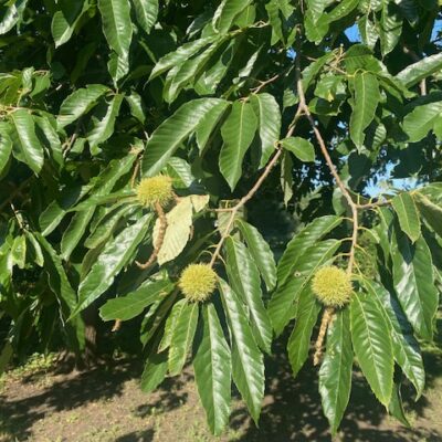 Chinese chestnut