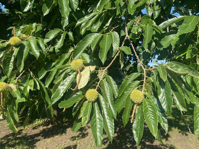 Chinese chestnut