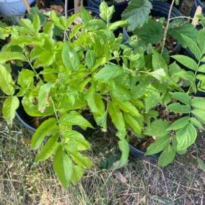 Large elderberry