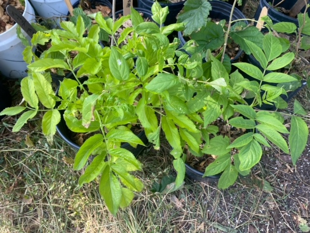 Large elderberry
