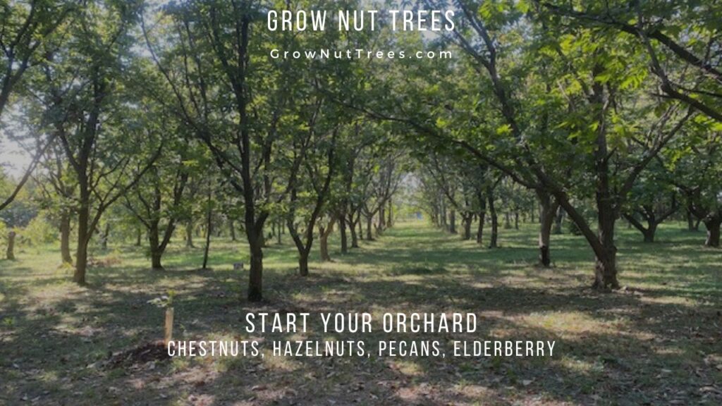 start your chestnut orchard