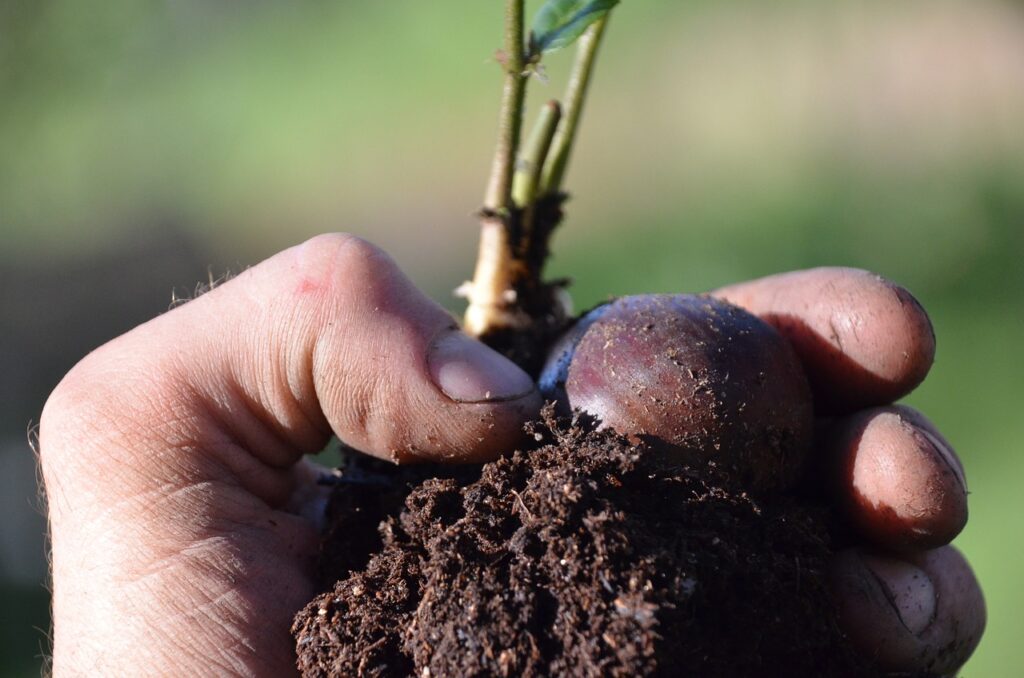 Chestnut seedling