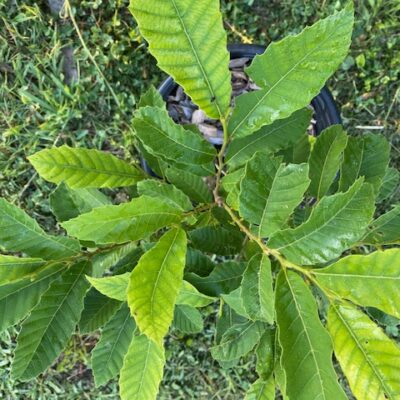 hybrid chestnut