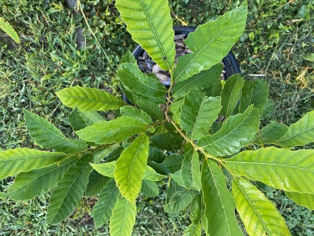 hybrid chestnut