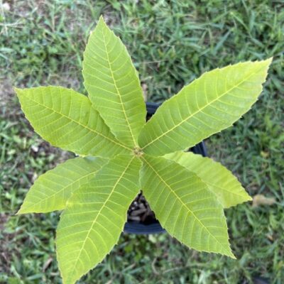 dunstan hybrid chestnut 2026 - GrowNutTrees.com dunstan hybrid chestnut