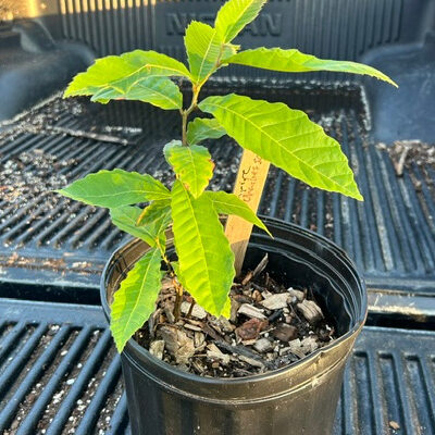 Empire Elite chestnut