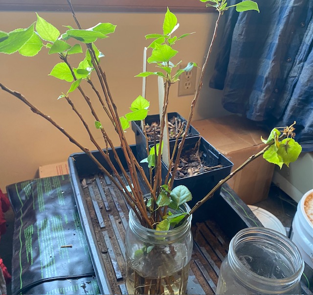 willow cuttings