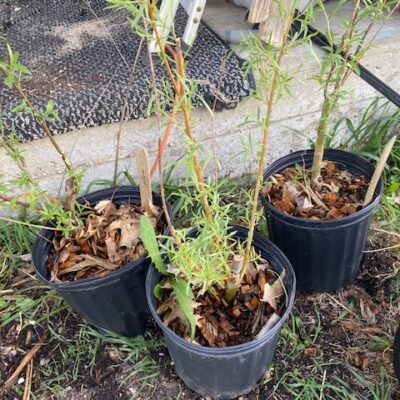 rooted willow