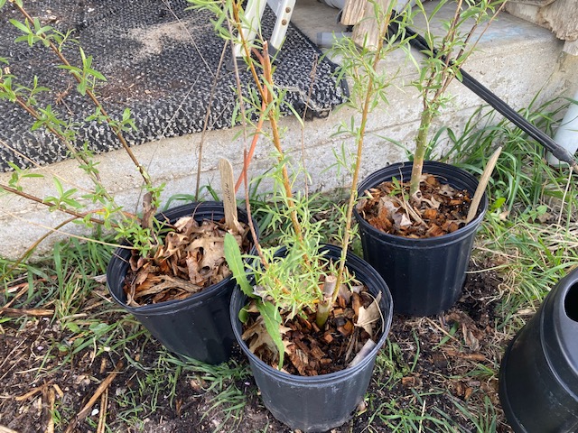 rooted willow