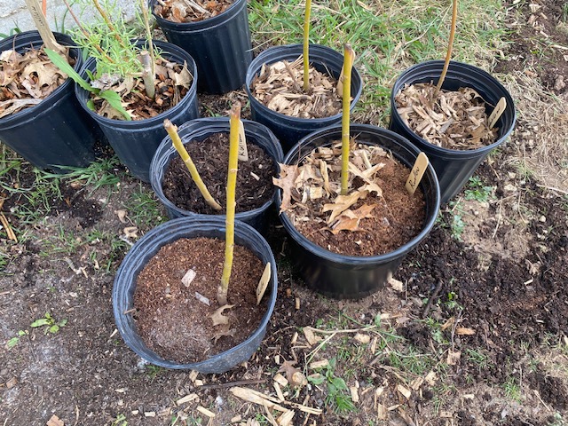 rooted willow