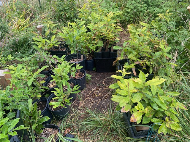 chestnut seedlings