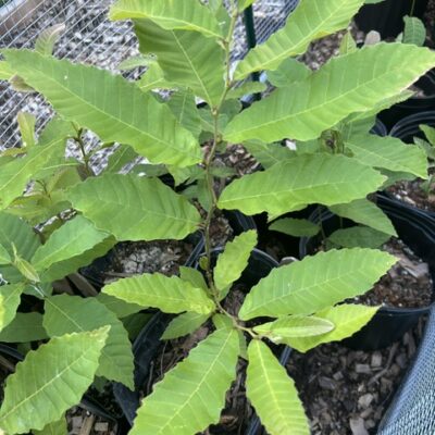 Revival chestnut