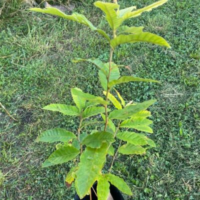 revival chestnut
