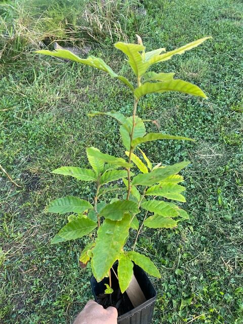 revival chestnut