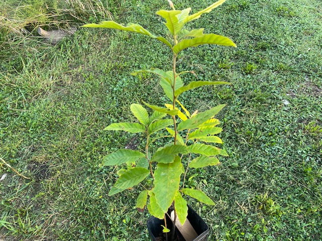 revival chestnut