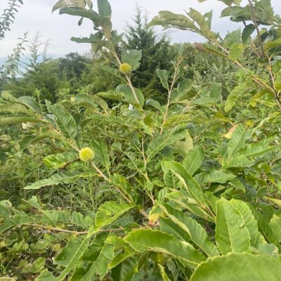 chestnut tree