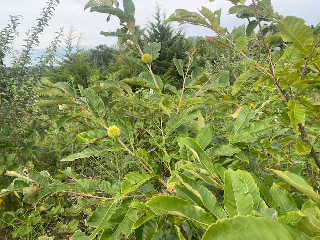 chestnut tree