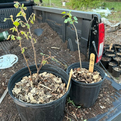 Chinese hybrid chestnut