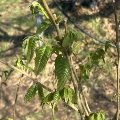 chestnuts leafing out