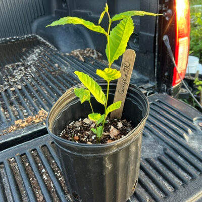 Qing chestnut
