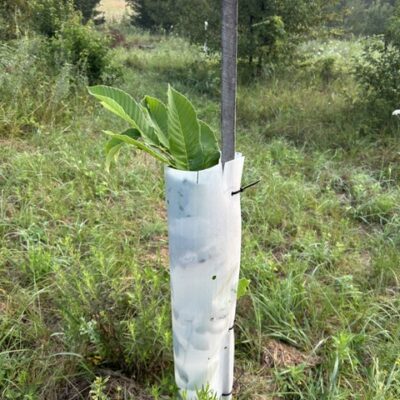 Qing tree tube - GrowNutTrees.com Qing in tree tube