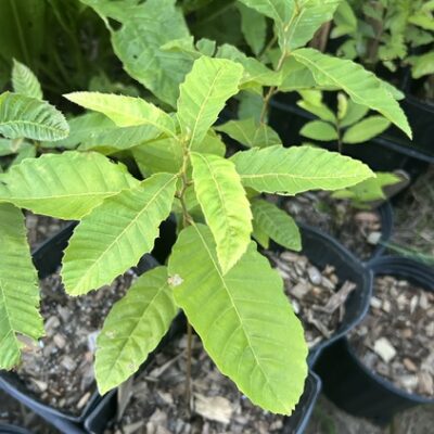 AU Super chestnut - GrowNutTrees.com Young sapling with bright green serrated leaves growing in a black plastic pot on a gravel surface.