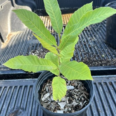 Dunstan hybrid chestnut - GrowNutTrees.com Dunstan hybrid chestnut