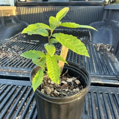 Empire Elite Select chestnut